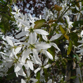 Amelanchier laevis 'Ballerina' - Bærmispel